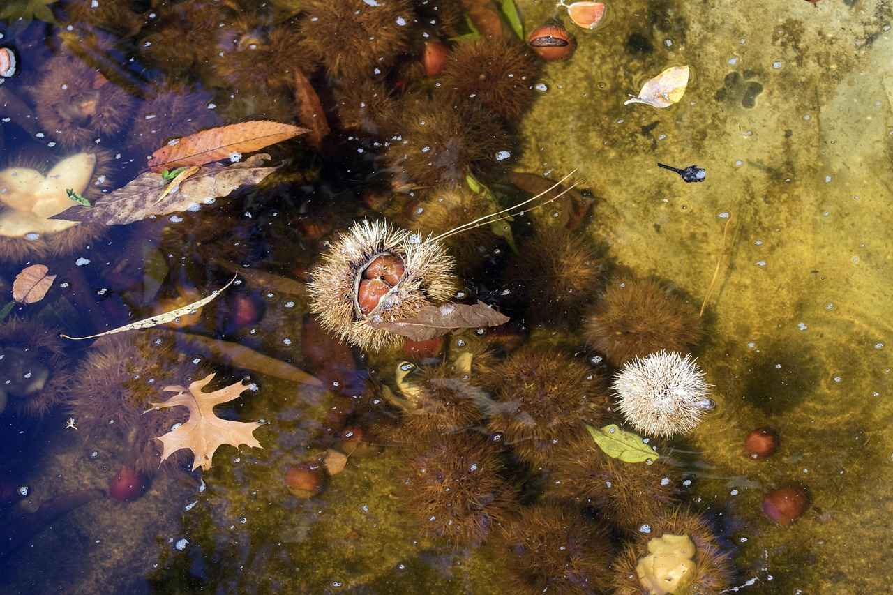 Burs Fırsatları ve Başvuru Süreçleri