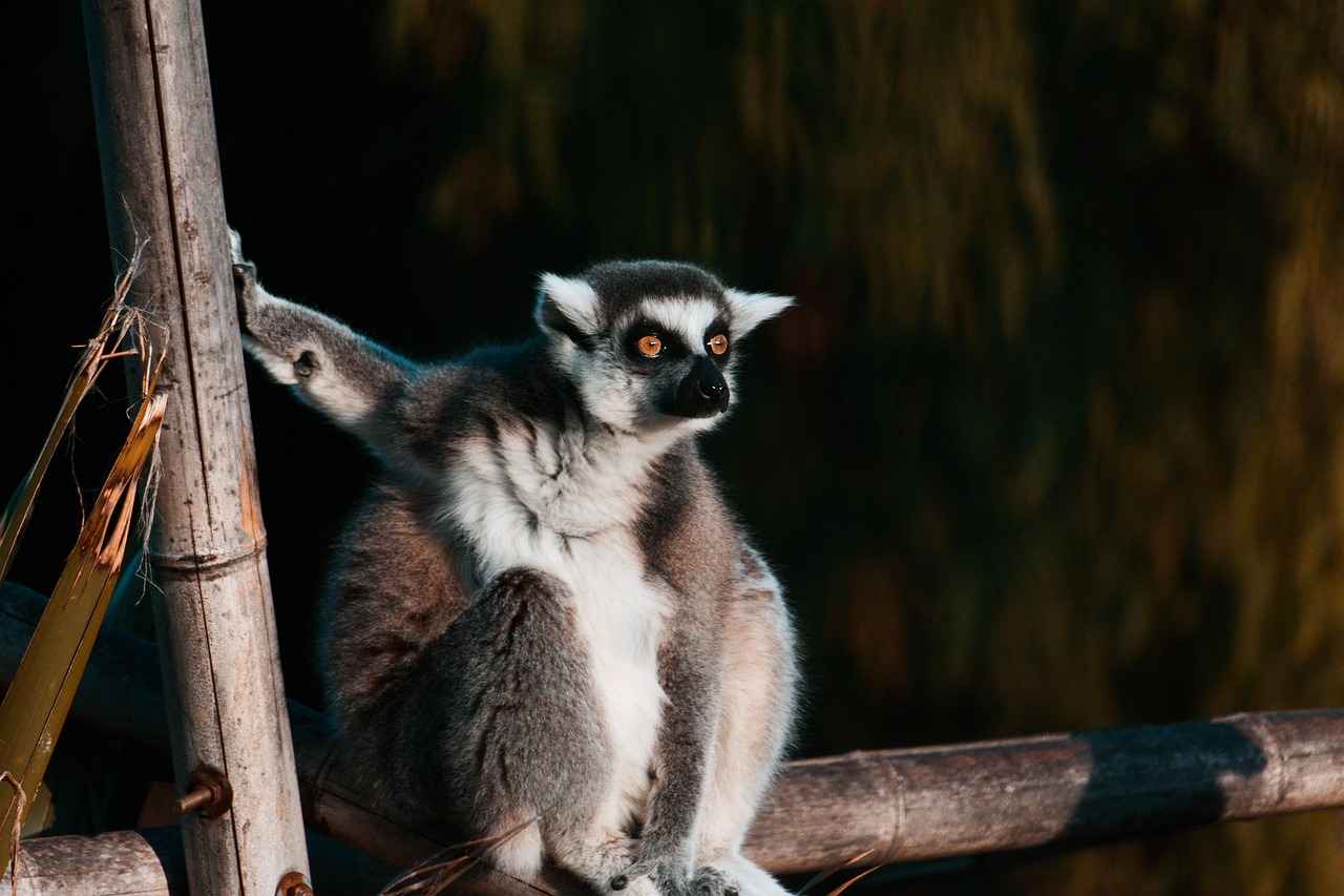 Vergi Gelirlerinin Kullanımı