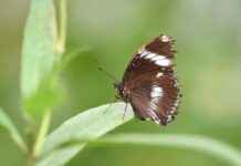 Danimarka’nın En İyi Doğal Manzaraları: Gezilecek En Güzel Doğa Alanları Danimarka’nın En İyi Doğal Manzaraları: Gezilecek En Güzel Doğa Alanları