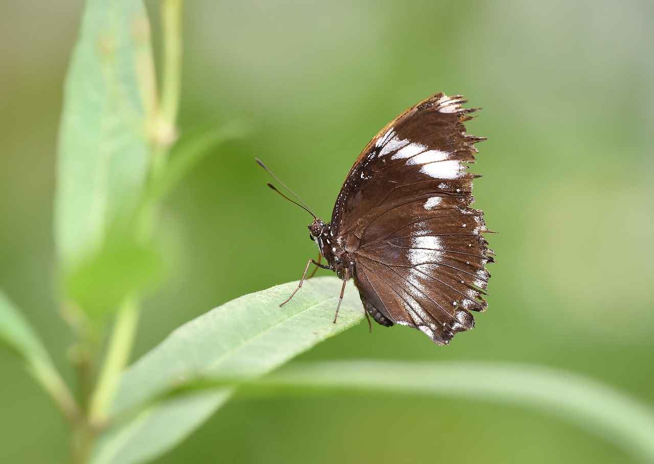 Danimarka’nın En İyi Doğal Manzaraları: Gezilecek En Güzel Doğa Alanları Danimarka’nın En İyi Doğal Manzaraları: Gezilecek En Güzel Doğa Alanları