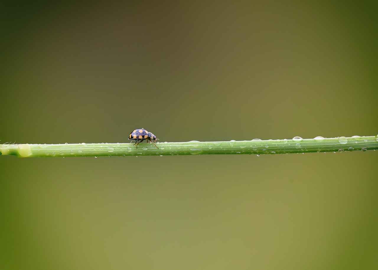 [Doğa Yürüyüşü ve Kamp Alanları]