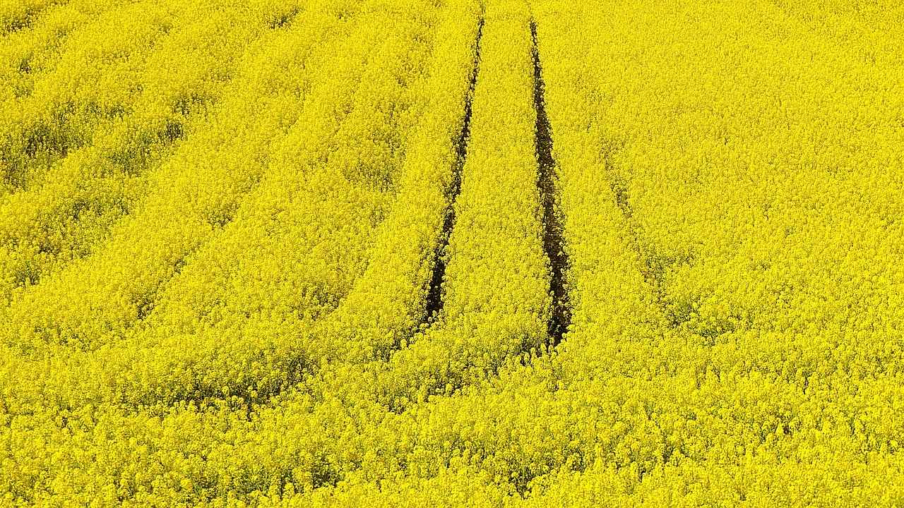 Odense'deki Efsanevi Müzeler